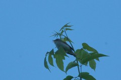 Phylloscopus trochiloides