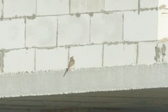 Phoenicurus ochruros gibraltariensis