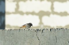 Phoenicurus ochruros gibraltariensis