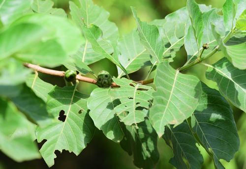 Morinda coreia observed 2026-10-17