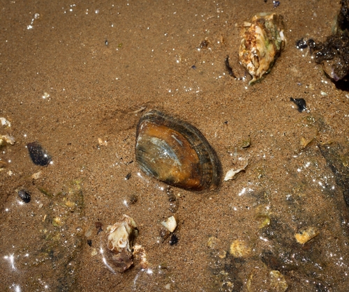 Iphigenia brasiliensis observed 2026-10-12