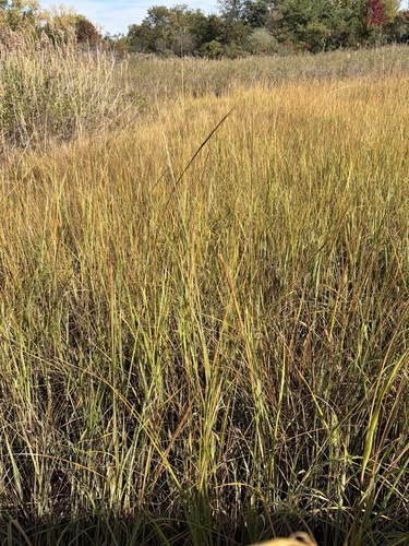 Sporobolus alterniflorus, 2026-10-24