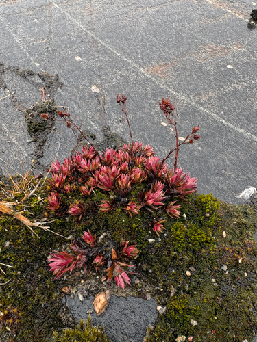 Saxifraga tricuspidata observed 2026-10-21