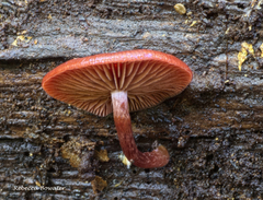Tubaria rufofulva