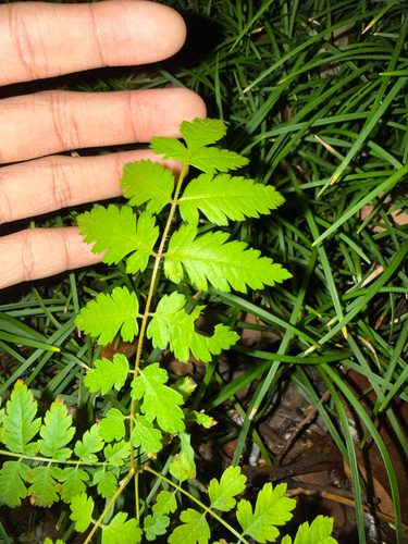Koelreuteria bipinnata, 2026-10-24