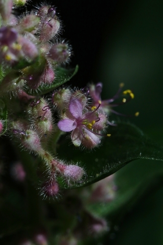Floscopa scandens observed 2026-10-24