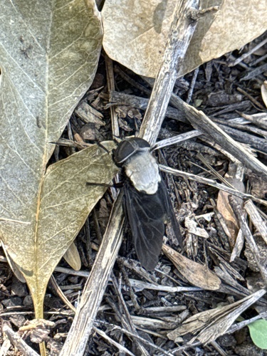Western Black Horse Fly