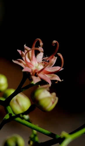 Illigera celebica (Illigera celebica)