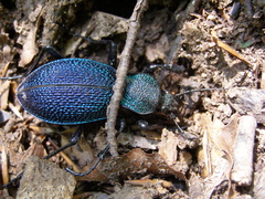 Carabus scabrosus tauricus
