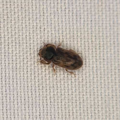 Heterocerus fenestratus