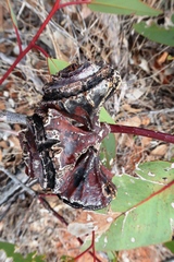 Eucalyptus youngiana