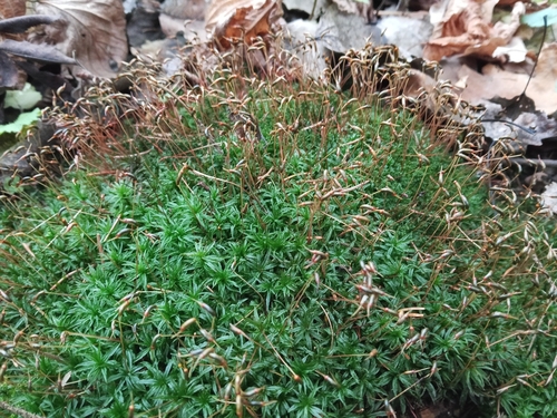 Atrichum undulatum observed 2026-10-24