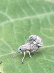 Eugnathus distinctus