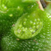 Crescent-cup Liverwort - Photo (c) Geoffrey Cox, some rights reserved (CC BY), uploaded by Geoffrey Cox