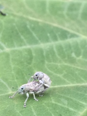 Eugnathus distinctus