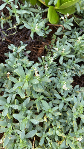 Heliotropium curassavicum observed 2026-10-24