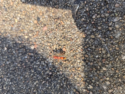 Rasahus hamatus
