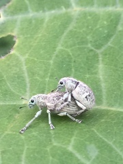 Eugnathus distinctus