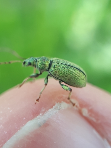 Silver-green leaf weevil, photo 4 of 10
