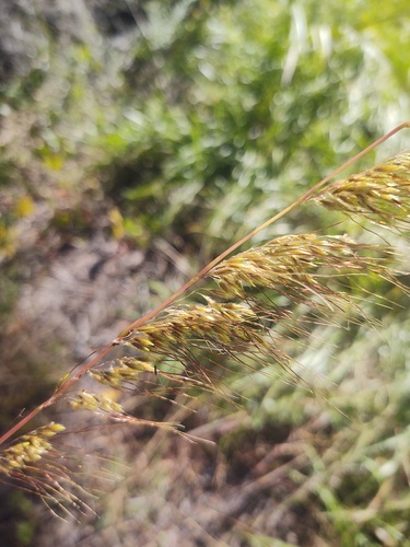 Sorghastrum secundum, 2026-10-24