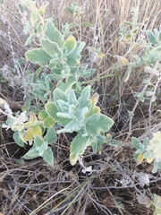 Salvia dominica