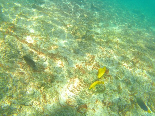 Zebrasoma flavescens observed 2026-10-15