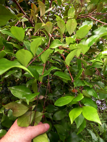 Syzygium smithii