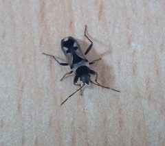 Raglius confusus