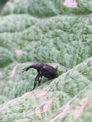 Aspidobyctiscus lacunipennis