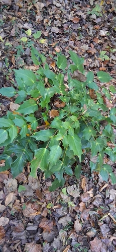 Mahonia japonica, 2026-10-24