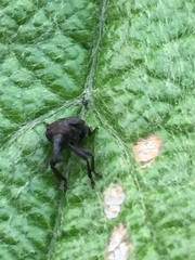 Aspidobyctiscus lacunipennis