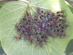 Dysdercus decussatus