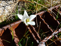 Gentianella muelleriana alpestris