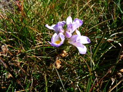 Euphrasia collina diversicolor