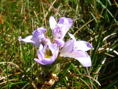Euphrasia collina diversicolor
