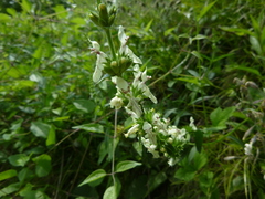 Stachys recta recta