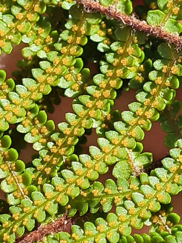 Gleichenia microphylla observed 2026-10-24