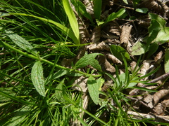 Stachys recta recta