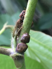 Megacopta punctatissima