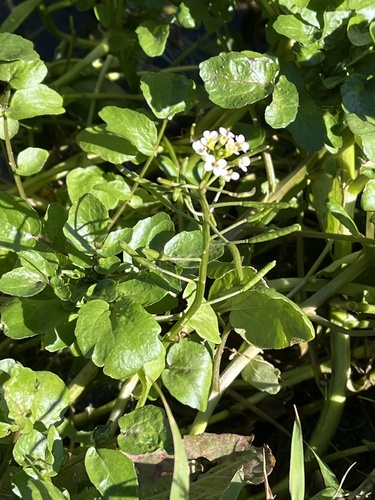 Nasturtium officinale observed 2026-10-24