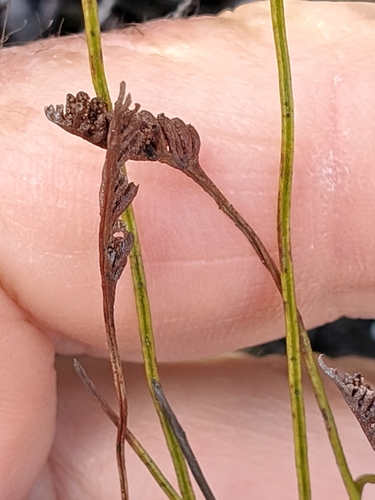 Microschizaea fistulosa observed 2026-10-24