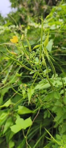 Arivela viscosa observed 2026-10-24