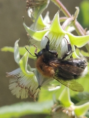 Bombus hypnorum