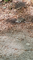 Apodemus flavicollis