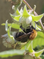 Bombus hypnorum