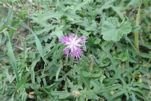 Centaurea aspera, 2026-10-24