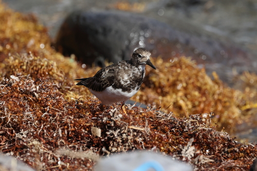iNaturalist image