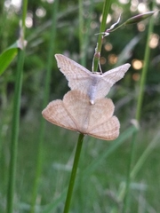 Idaea pallidata