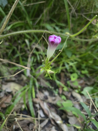 Ipomoea nil observed 2026-10-24
