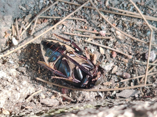 Hydrophilus triangularis